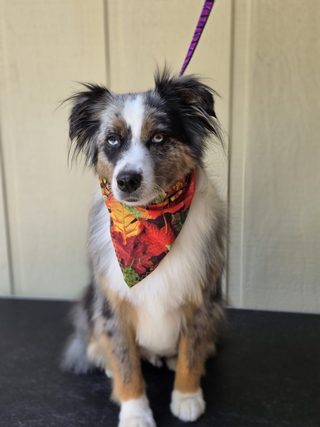Blue merle Australian Shepherd in an autumn leaf bandana after grooming