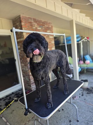 Black doodle standing tall on the grooming table after a full groom