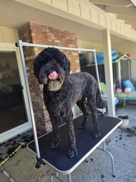 A black doodle standing groomed on the table after a full groom