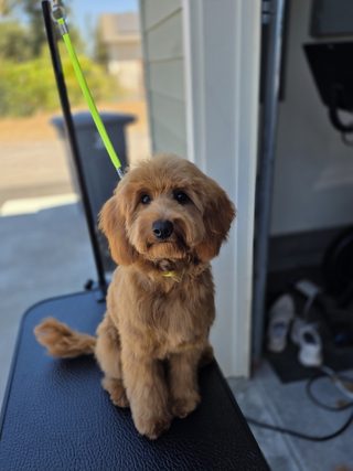 Cavapoo puppy after grooming