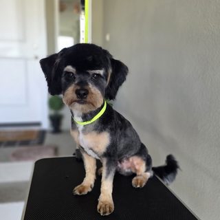 Freshly groomed dachshund mix sitting on the grooming table