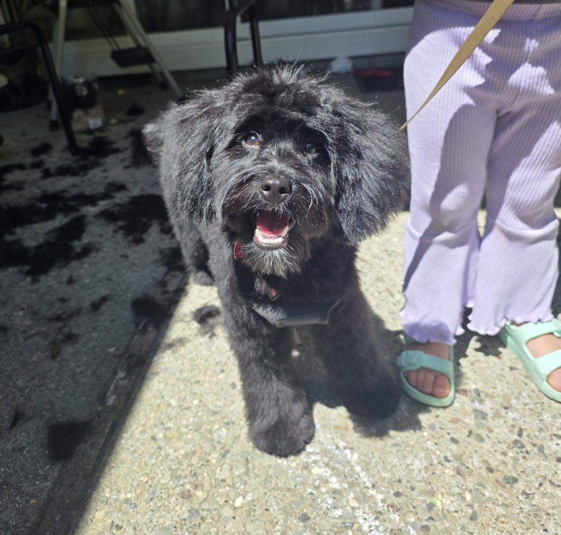 The same dog freshly groomed, grinning at the camera beside the trimmed clippings