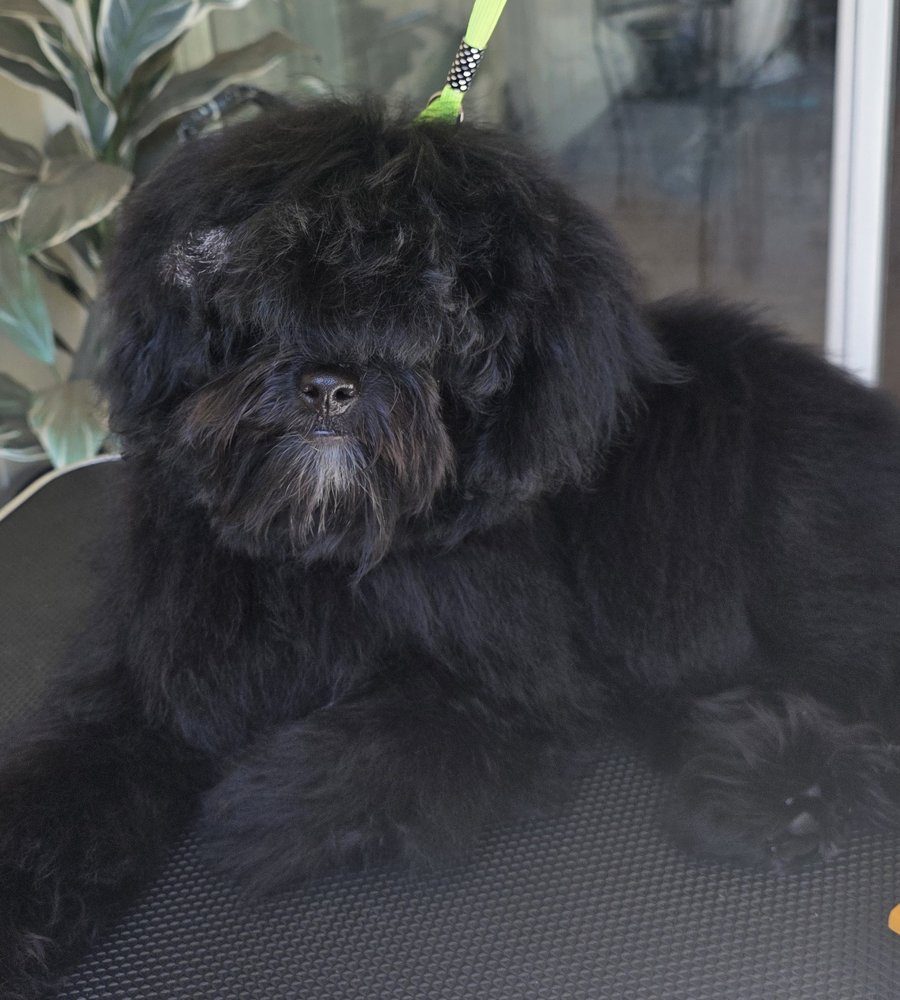 Fluffy black dog before grooming, coat covering its eyes