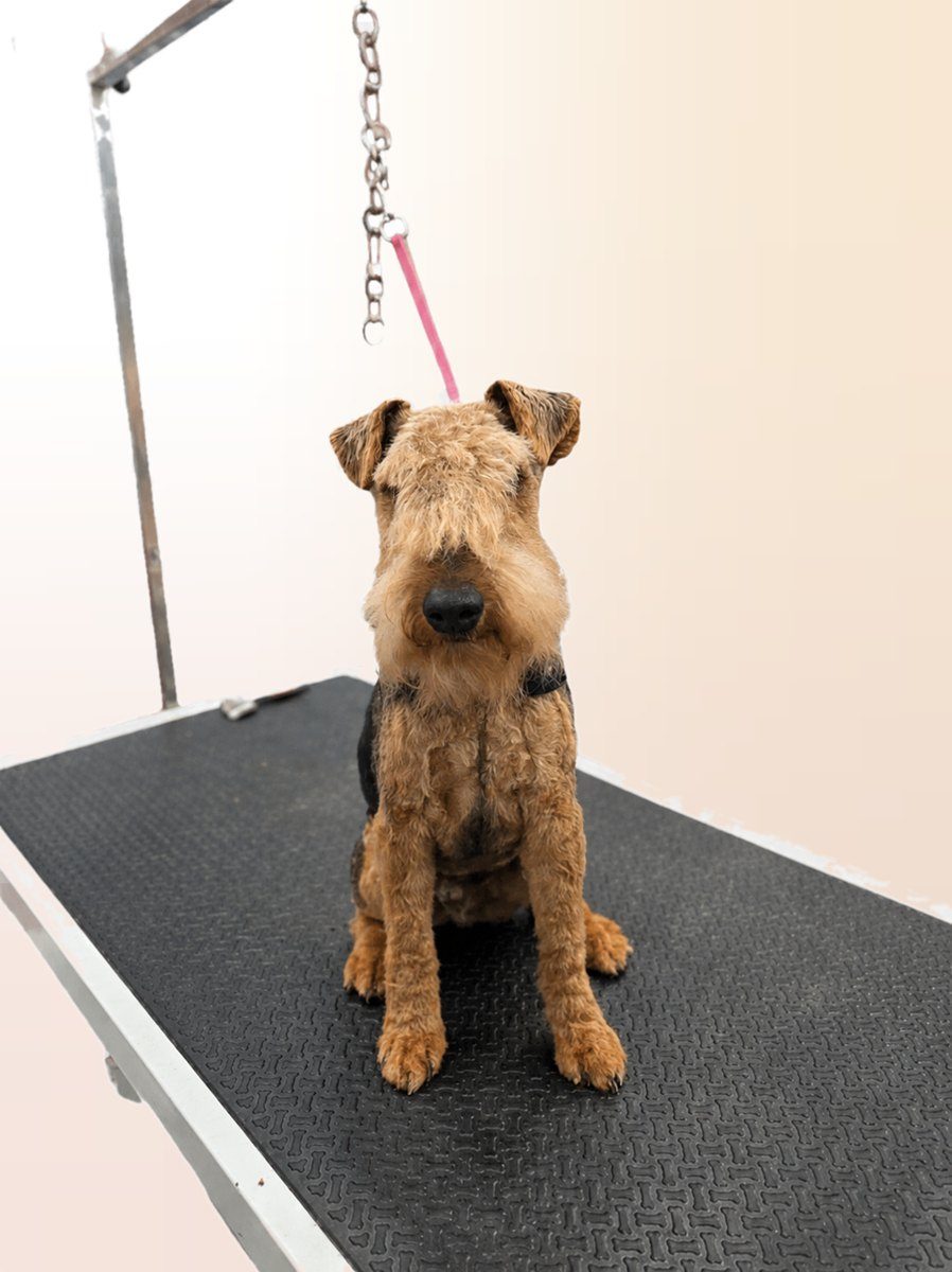The same terrier sitting neatly on the grooming table after a full groom