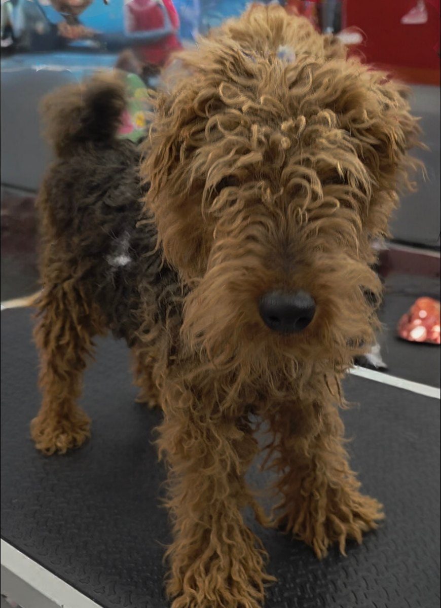 A brown terrier mix with a long, overgrown coat before a full groom