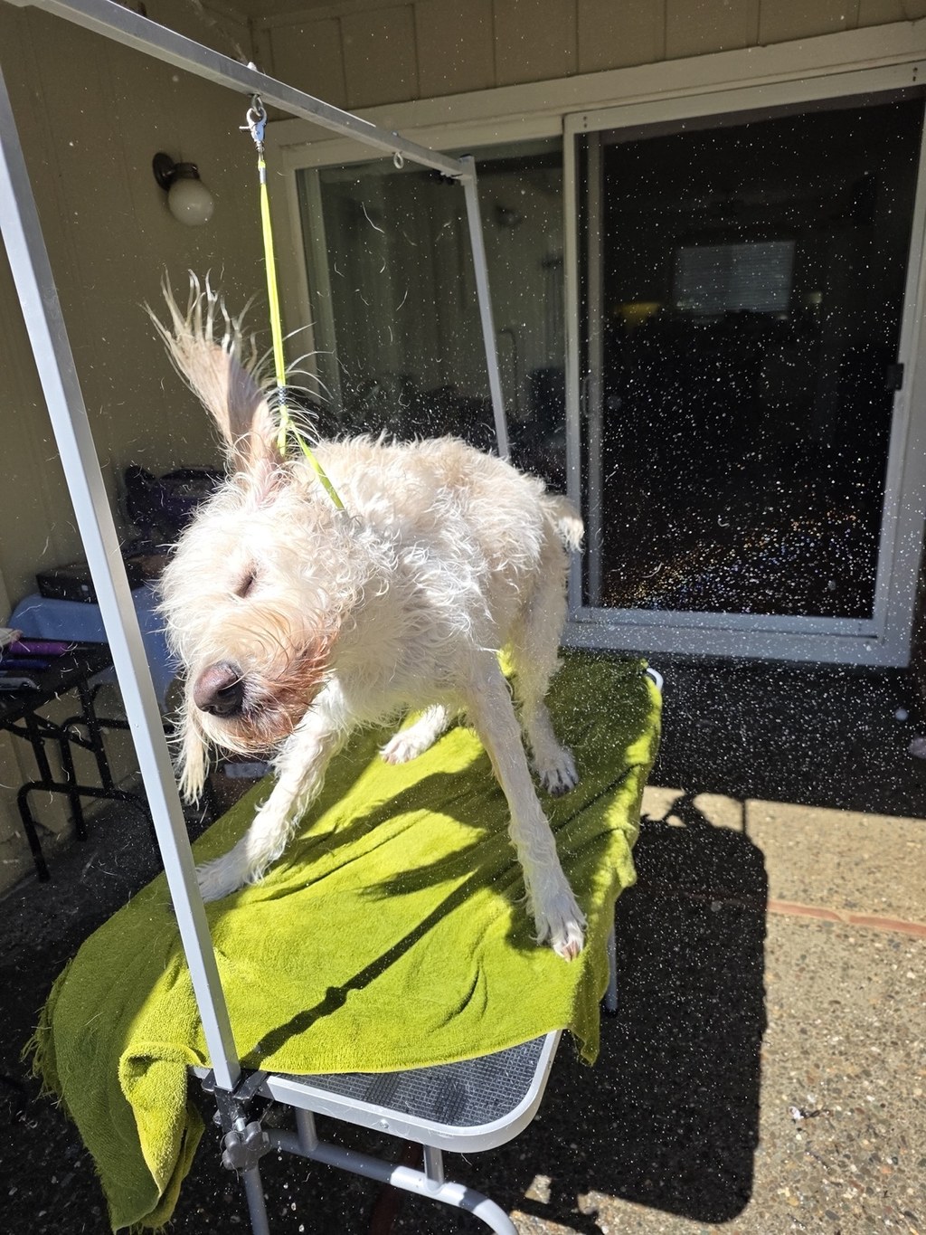 Doodle shaking off bath water in a spray of droplets